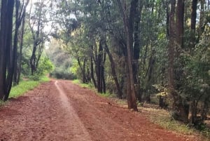 Nairobi City Nature Tour with Local Cuisine: Karura Forest