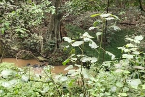 Nairobi City Nature Tour with Local Cuisine: Karura Forest