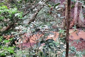 Nairobi City Nature Tour with Local Cuisine: Karura Forest