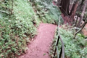 Nairobi City Nature Tour with Local Cuisine: Karura Forest