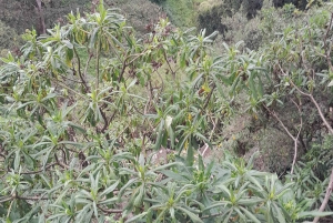 Nyahururu: wycieczka z przewodnikiem do wodospadu Thompson Falls z obserwacją dzikich zwierząt