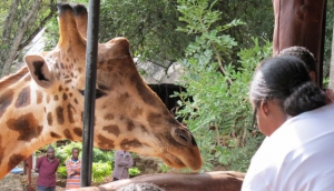 Nairobi City Tours