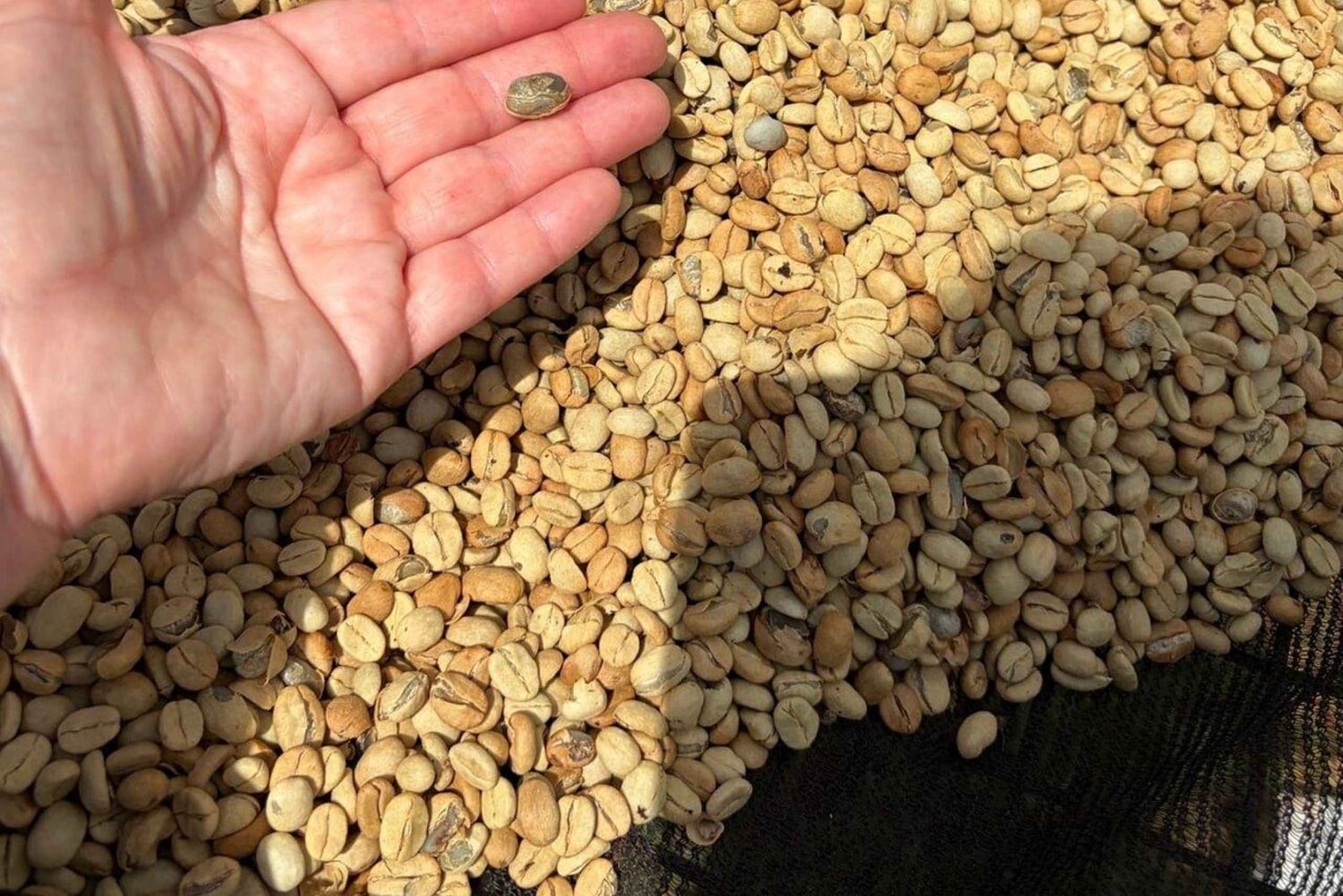 Nairobi: Coffee and Tea Plantation Guided Tour with Tasting