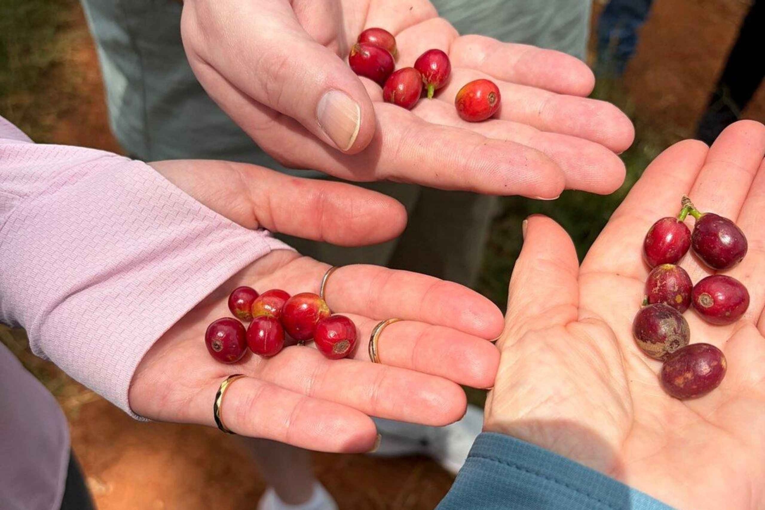Nairobi: Coffee and Tea Plantation Guided Tour with Tasting