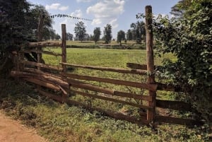 Nairobi: Coffee and Tea Plantation Guided Tour with Tasting