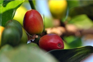 Nairobi: Coffee and Tea Plantation Guided Tour with Tasting