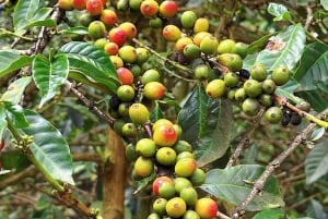 Nairobi: Coffee Factory and Farm Tour with Free Pick-up