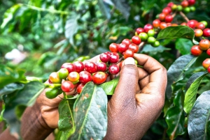 Nairobi: Coffee Factory and Farm Tour with Free Pick-up