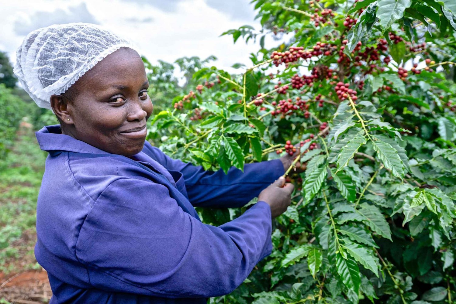 Nairobi: Rundvisning på kaffefabrik og gård med transfer