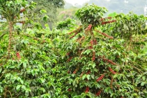 Nairobi: Coffee Factory and Farm Tour with Transfer