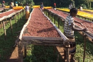 Omvisning på kaffefabrikk og gård i Nairobi med inngangsavgifter inkludert