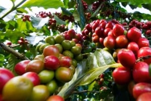 Omvisning på kaffefabrikk og gård i Nairobi med inngangsavgifter inkludert