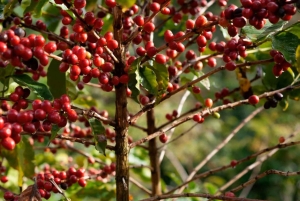 Omvisning på kaffefabrikk og gård i Nairobi med inngangsavgifter inkludert