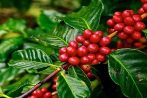 Omvisning på kaffefabrikk og gård i Nairobi med inngangsavgifter inkludert