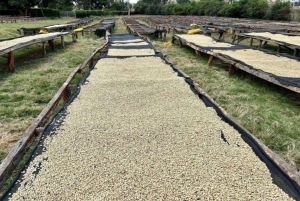 Omvisning på kaffefabrikk og gård i Nairobi med inngangsavgifter inkludert