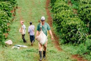 Omvisning på kaffefabrikk og gård i Nairobi med inngangsavgifter inkludert