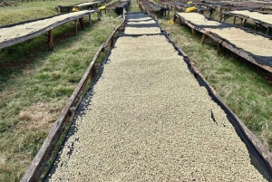 Omvisning på kaffefabrikk og gård i Nairobi med inngangsavgifter inkludert