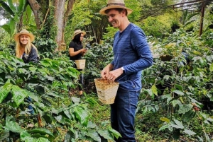 Omvisning på kaffefabrikk og gård i Nairobi med inngangsavgifter inkludert