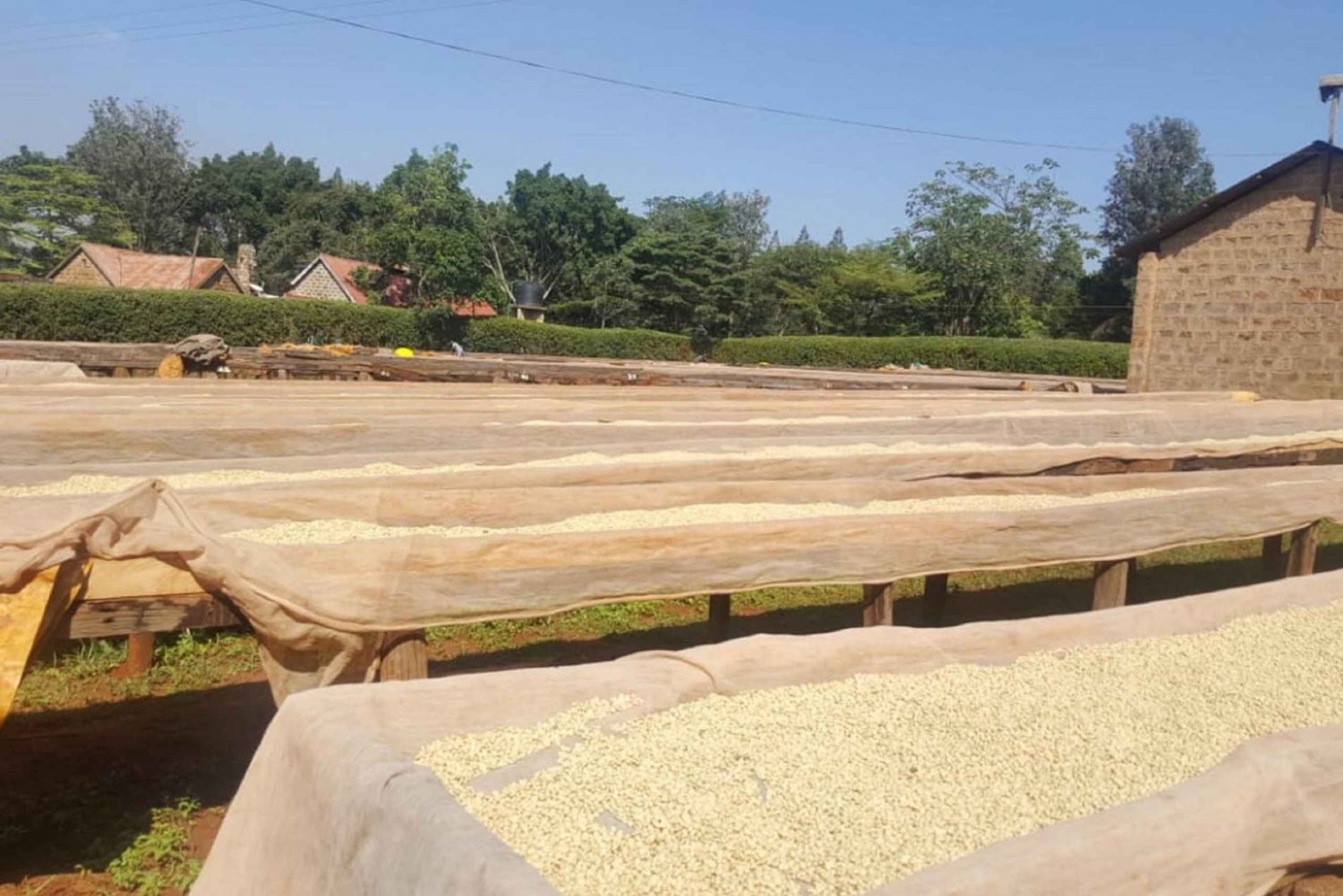 Nairobi: Kaffefarm og fabrikkomvisning med smaking