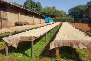 Nairobi: rondleiding koffieboerderij en fabriek met proeverij