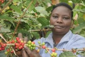 Nairobi : Visite d'une ferme et d'une usine de café avec dégustation
