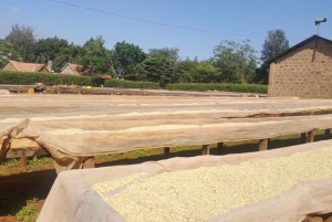 Nairobi: Coffee Farm and Factory Tour with Tasting