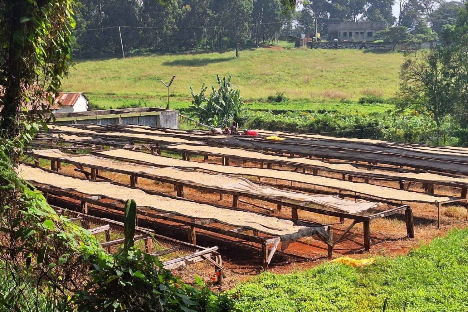 Tour della fattoria e della fabbrica di caffè di Nairobi