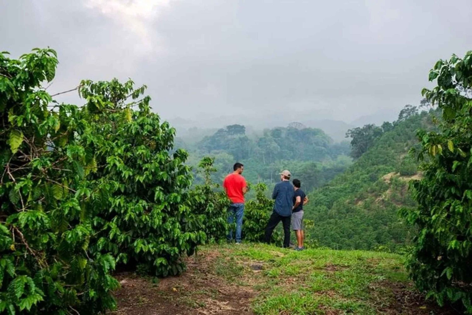 Nairobi Coffee Farm Half Day Tour (All Inclusive)