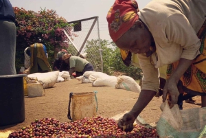 ナイロビコーヒー農園半日ツアー（オールインクルーシブ）