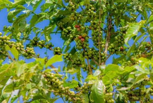 ナイロビコーヒー農園半日ツアー（オールインクルーシブ）