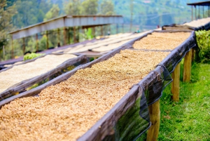 ナイロビコーヒー農園半日ツアー（オールインクルーシブ）