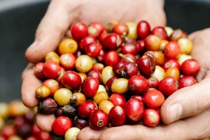 ナイロビコーヒー農園半日ツアー（オールインクルーシブ）