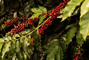ナイロビコーヒー農園半日ツアー（オールインクルーシブ）
