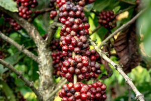 ナイロビコーヒー農園半日ツアー（オールインクルーシブ）