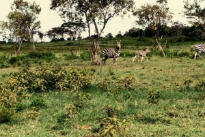 Nairobi: Crater Lake Game Sanctuary & Lake Naivasha Tour