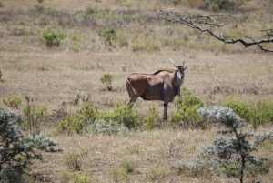 Nairobi: Crater Lake Game Sanctuary & Lake Naivasha Tour