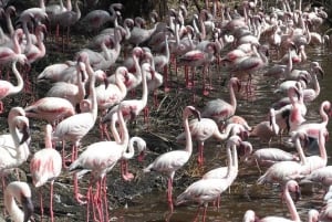 Nairobi: Crater Lake Game Sanctuary & Lake Naivasha Tour