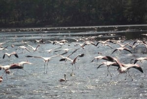 Nairobi: Crater Lake Game Sanctuary & Lake Naivasha Tour