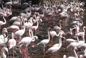 Nairobi: Crater Lake Game Sanctuary & Lake Naivasha Tour