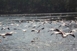 Nairobi: Crater Lake Game Sanctuary & Lake Naivasha Tour