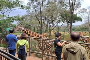 Nairobi:David Sheldrick Elephant Orphanage & Giraffe Center