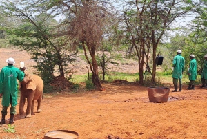 Nairobi:David Sheldrick Elephant Orphanage & Giraffe Center
