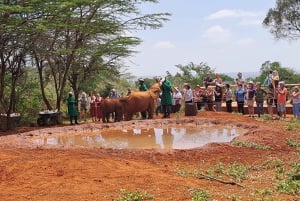 Nairobi:David Sheldrick Elephant Orphanage & Giraffe Center