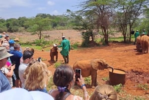 Nairobi:David Sheldrick Elephant Orphanage & Giraffe Center