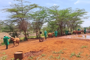 Nairobi:David Sheldrick Elephant Orphanage & Giraffe Center
