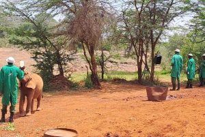 Nairobi:David Sheldrick Elephant Orphanage & Giraffe Center
