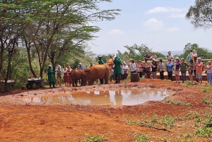 Nairobi:David Sheldrick Elephant Orphanage & Giraffe Center