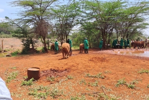 Nairobi:David Sheldrick Elephant Orphanage & Giraffe Center