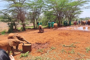 Nairobi:David Sheldrick Elephant Orphanage & Giraffe Center