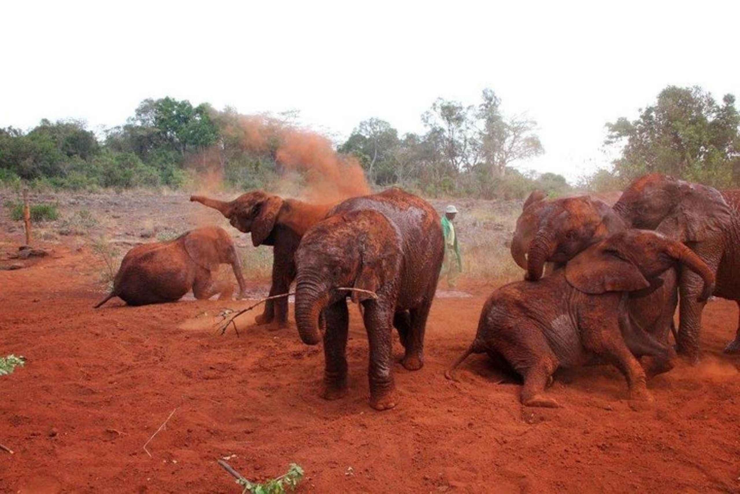 Nairobi - besök på Besök på David Sheldrick Elephant Orphanage